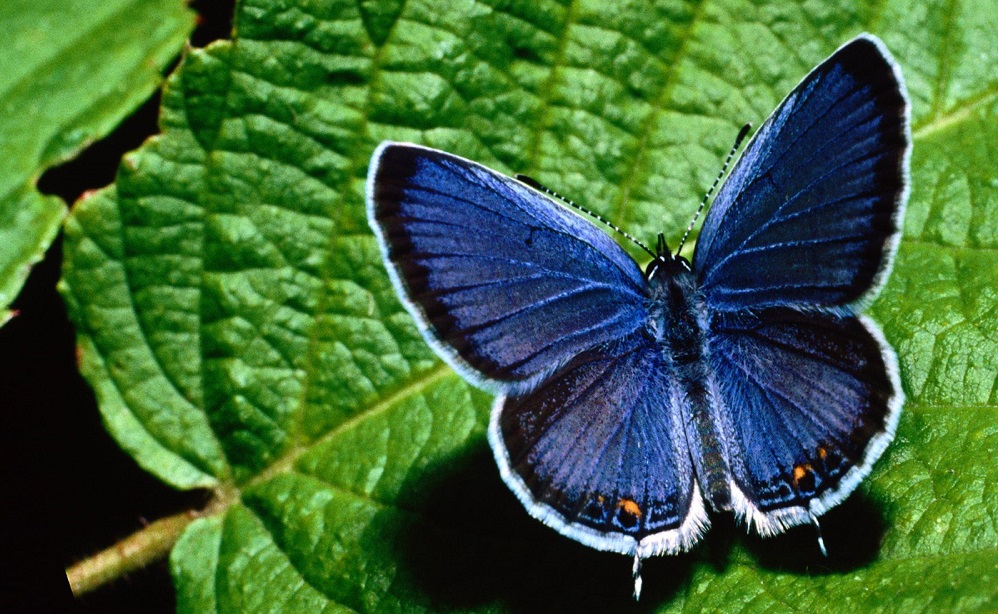 Синя пеперуда