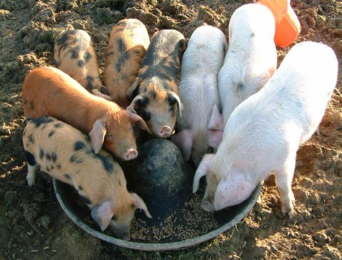 Hranidbe svinja