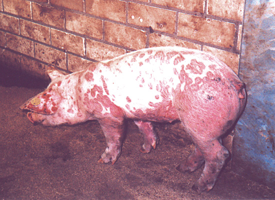 Болести свиња