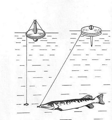 Ribolov štuka ribolov na šalice