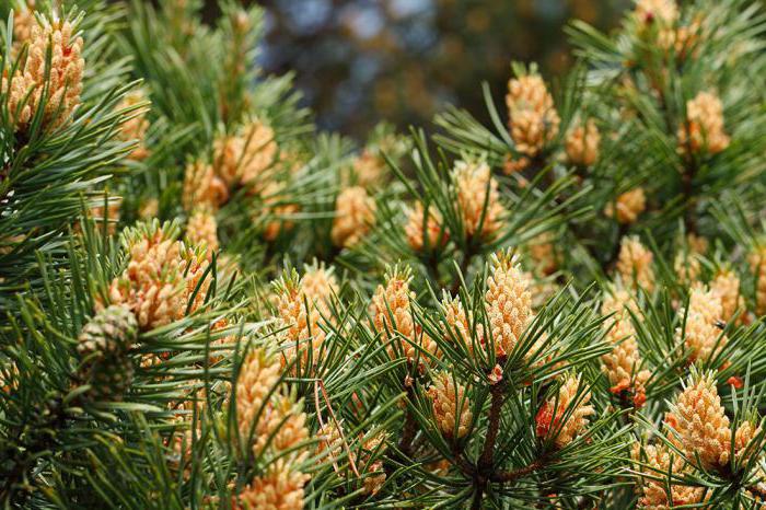 Pine cvetovi zdravilne lastnosti
