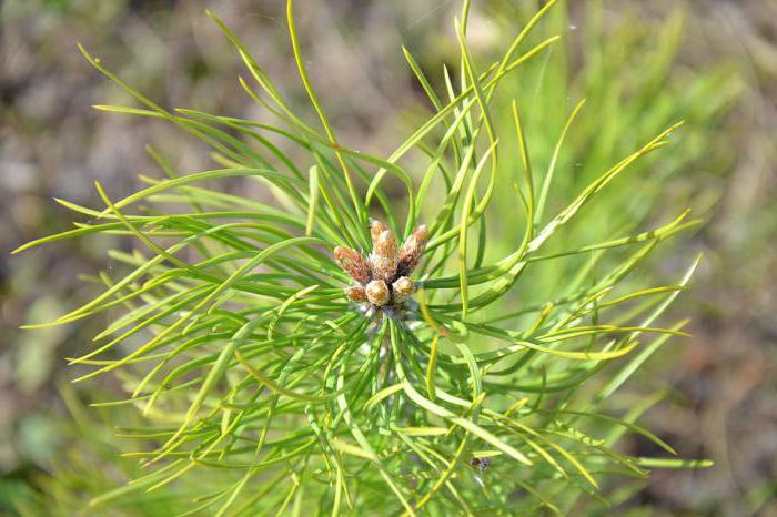 Pine buds ljekovita svojstva tinkture