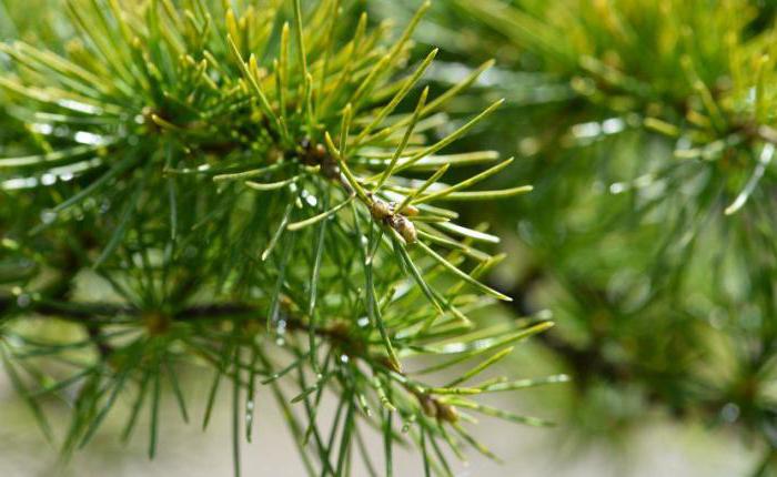 Recensioni di proprietà e controindicazioni di germogli di pino