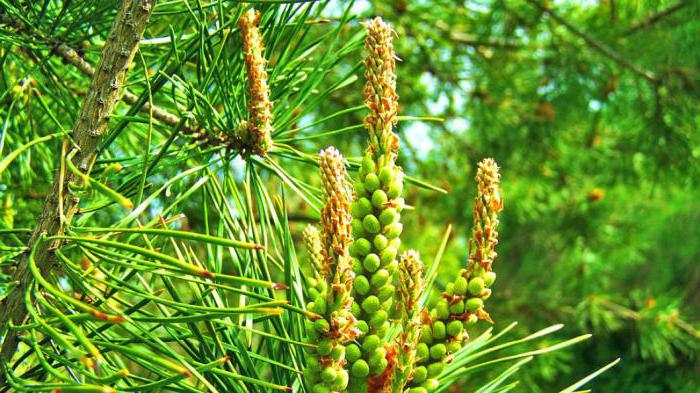 Recensioni sulle proprietà medicinali dei boccioli di pino