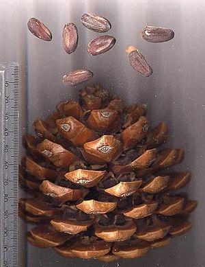 borovice ořechy užitečné vlastnosti