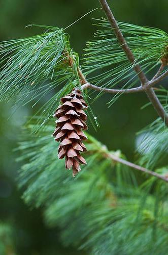 wemouth pine
