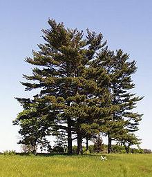 Описание на Wemouth Pine
