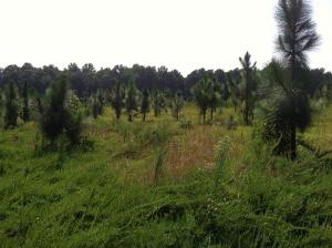 piantagione e cura del pino wemouth