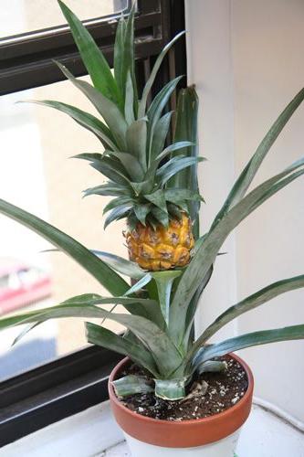 Odraste ananas doma