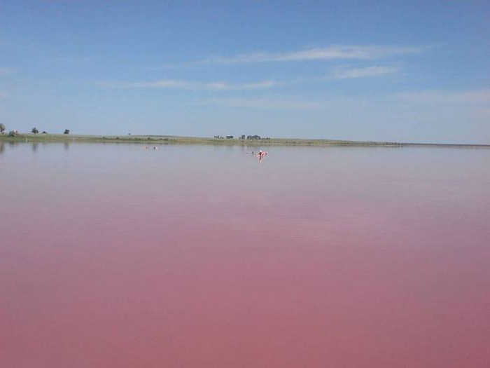Lago rosa Altai dove si trova