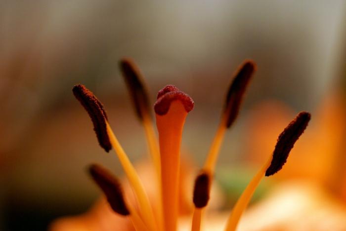 Tulipánová květinová struktura