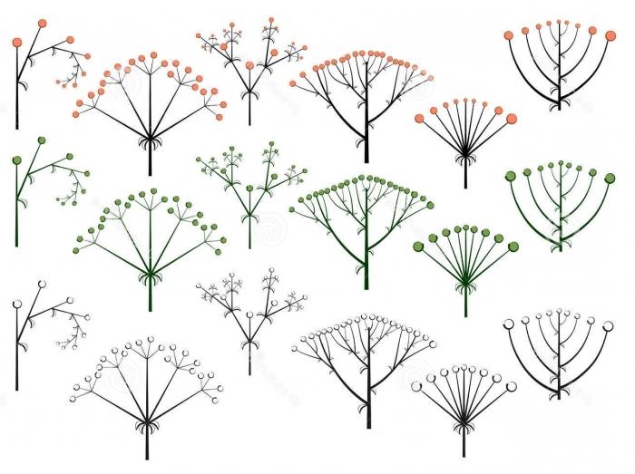 структура на цветята