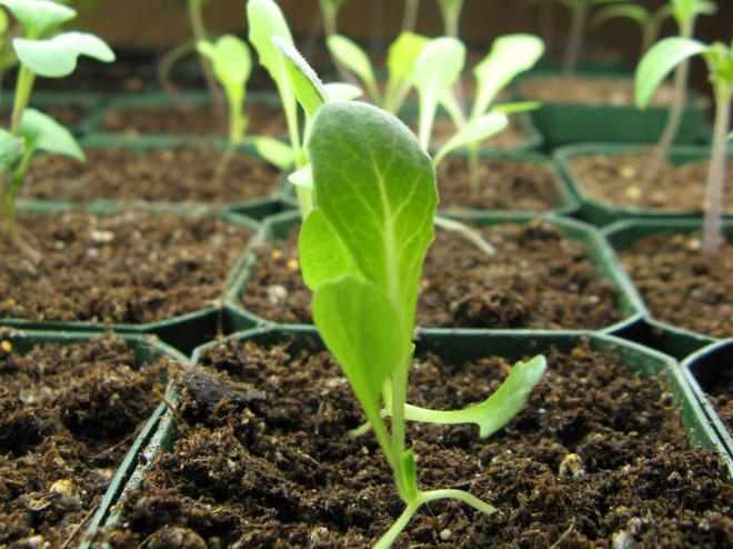 použití stimulantů růstu rostlin