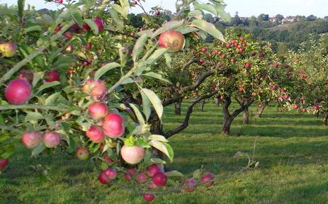 piantare meli