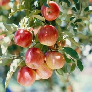 piantare alberi di mele in periferia