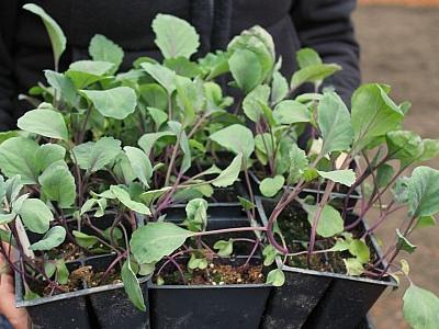 piantare semi di cavolo per piantine