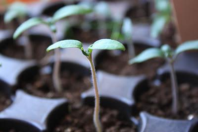 piantare i peperoni sulle piantine