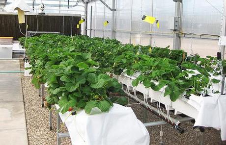 schemat sadzenia truskawek w szklarni