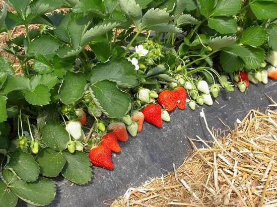 възстановителна схема на засаждане на ягоди