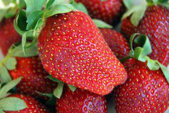 strawberry gigantella výsadba schéma
