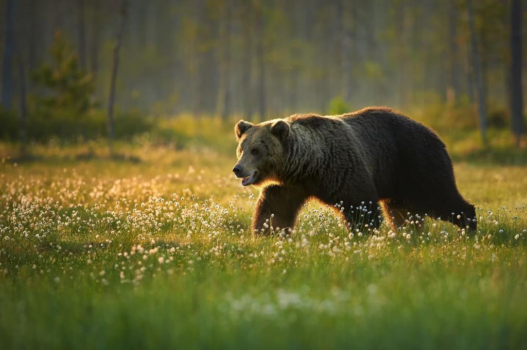 brązowy niedźwiedź