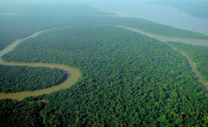 Piante forestali equatoriali