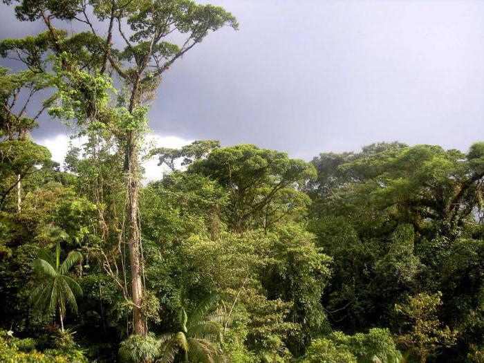Flora delle foreste equatoriali