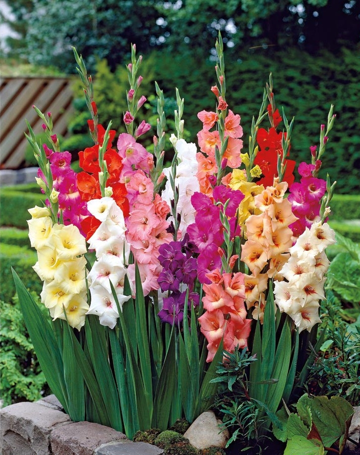 Gladiolus květiny