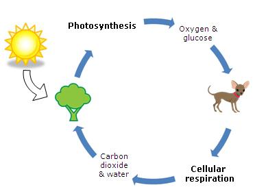 fotosyntéza