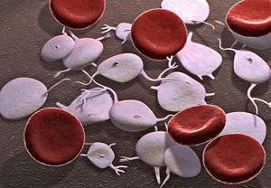 tasso di piastrine nel sangue