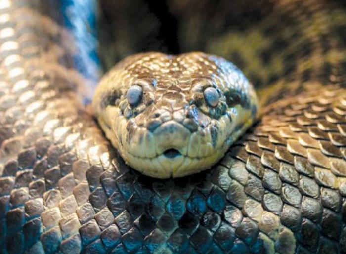 най-дългата змия в света