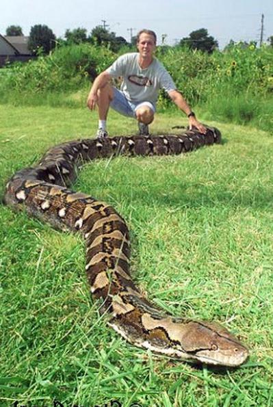 најдужа змија на свету, колико метара