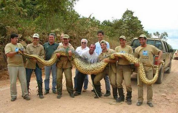i primi 10 serpenti più lunghi del mondo