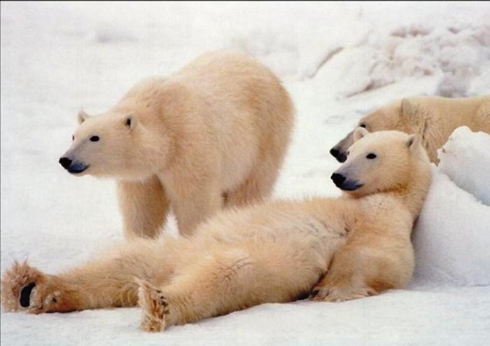 lední medvědi