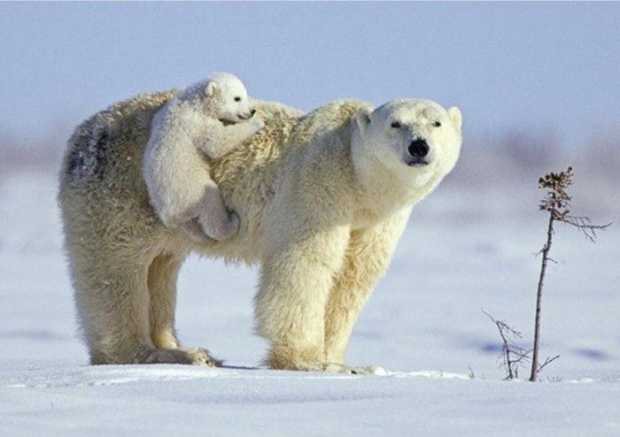 polární lední medvěd