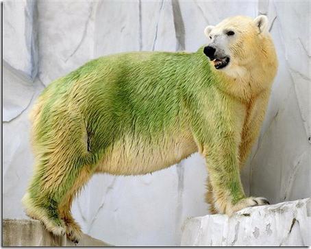 niedźwiedź polarny żyje