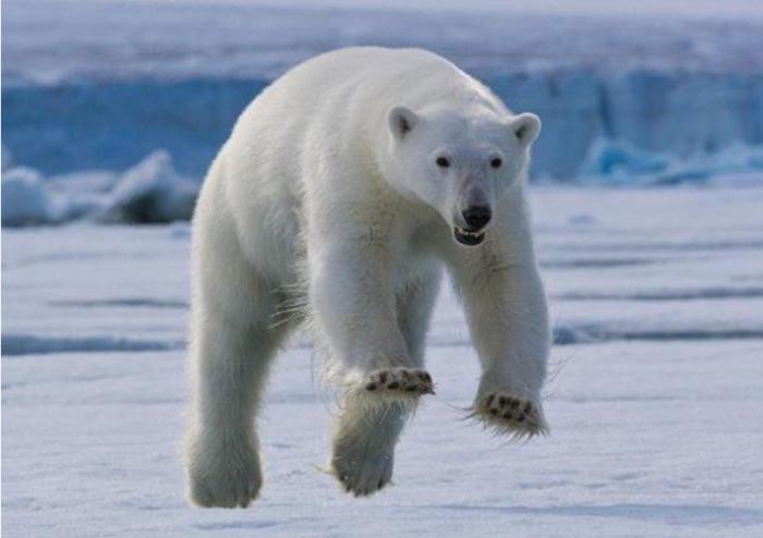 скорост на полярната мечка