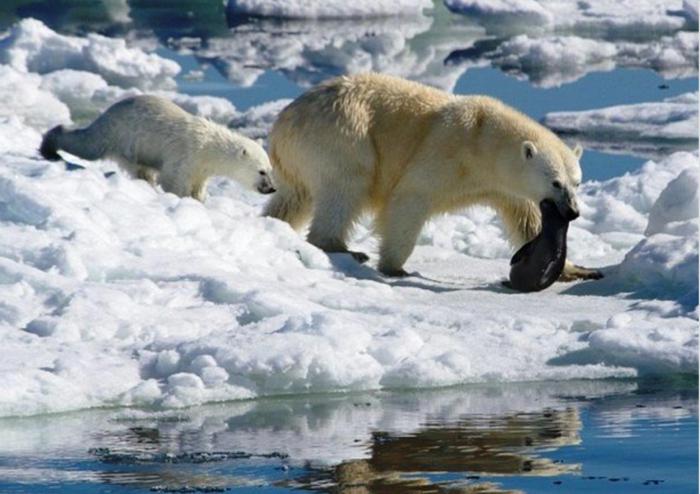 gli orsi polari stanno cacciando