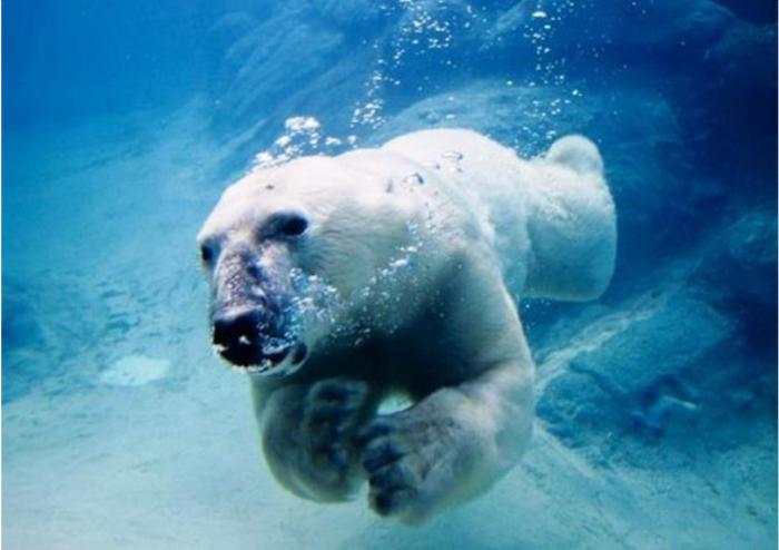 lední medvědi dobře plavou