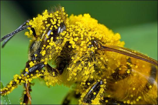 applicazione polline di polline