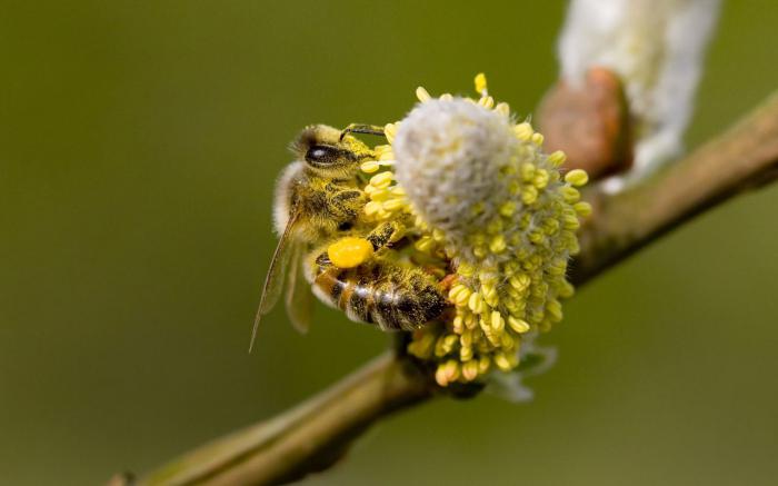 o prednostima polena
