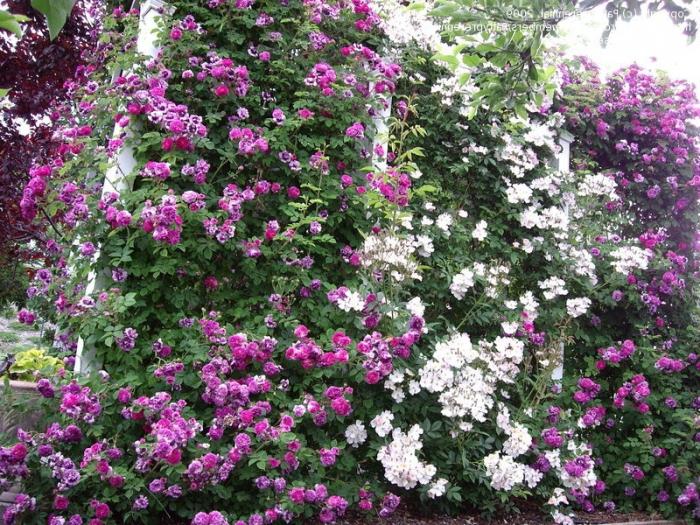 Róże Polyanthus