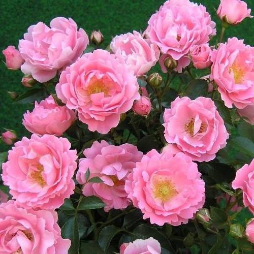 Piantagione di rose polanthus