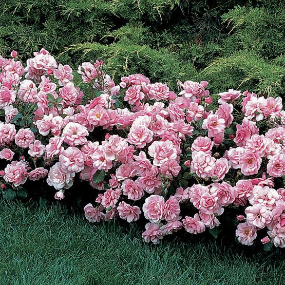 Polyanthusová růžová péče