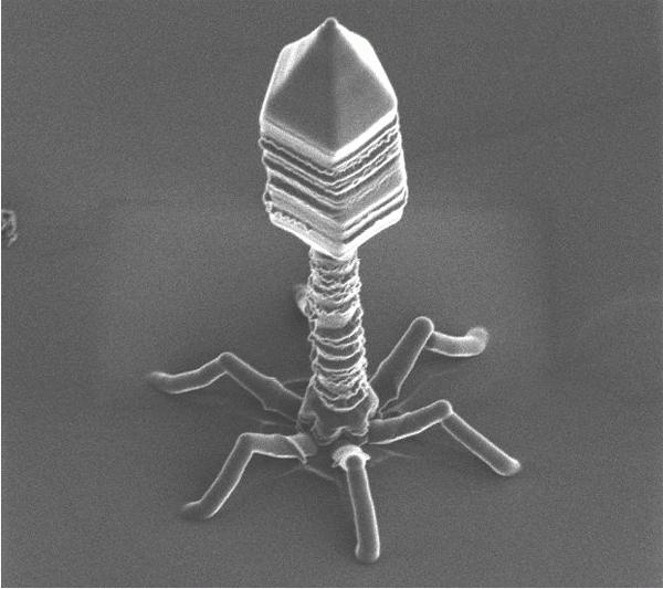 batteriofago polivalente