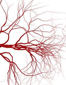krvnih žila
