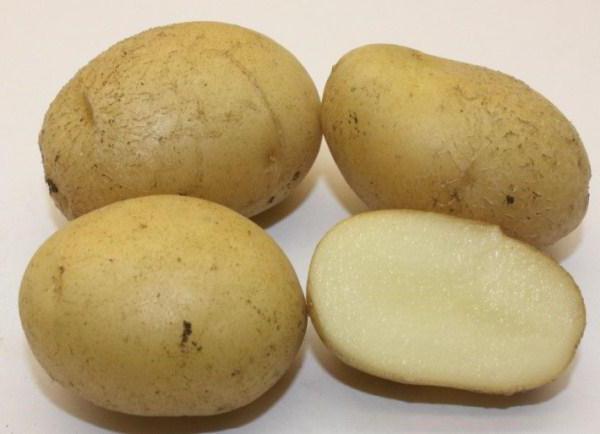 niebieska odmiana ziemniaka