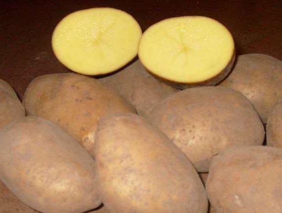 odmiany ziemniaków