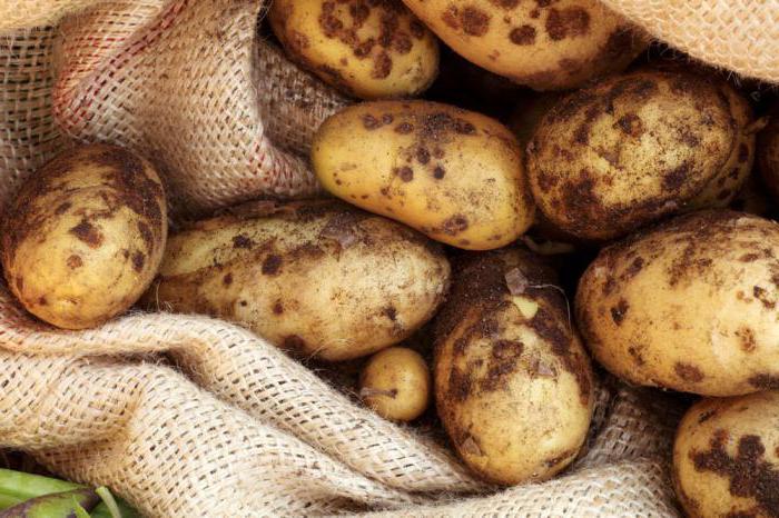 recensioni di varietà di brezza di patate