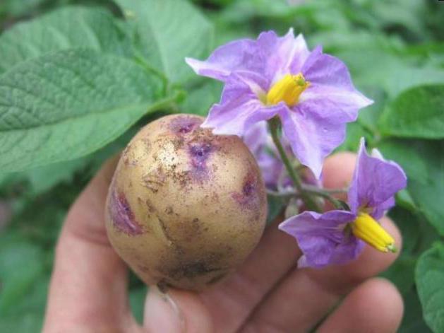 květin z léčivých vlastností brambor a kontraindikace